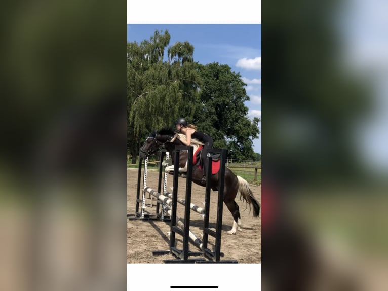 Other Breeds Gelding 4 years 14,1 hh Tobiano-all-colors in Bramsche