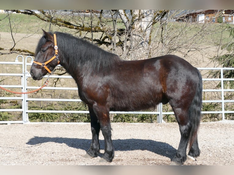 Other Breeds Gelding 4 years 14.2 hh Black in Ramsau am Dachstein