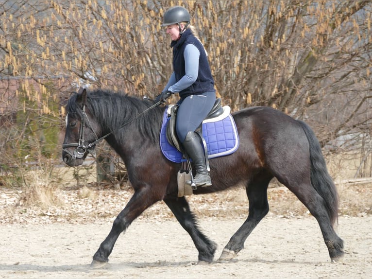 Other Breeds Gelding 4 years 14.2 hh Black in Ramsau am Dachstein