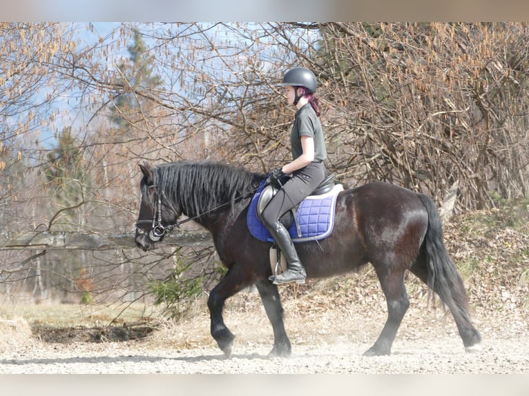 Other Breeds Gelding 4 years 14.2 hh Black in Ramsau am Dachstein
