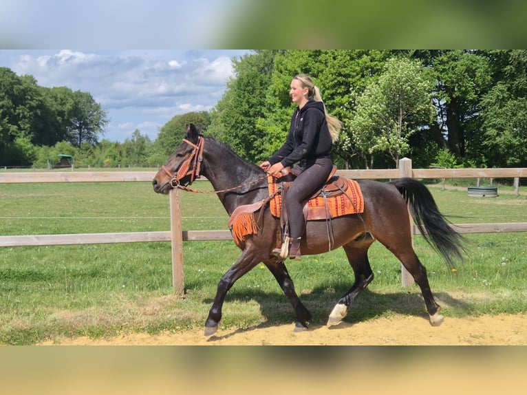 Other Breeds Gelding 4 years 14.3 hh Brown in Linkenbach