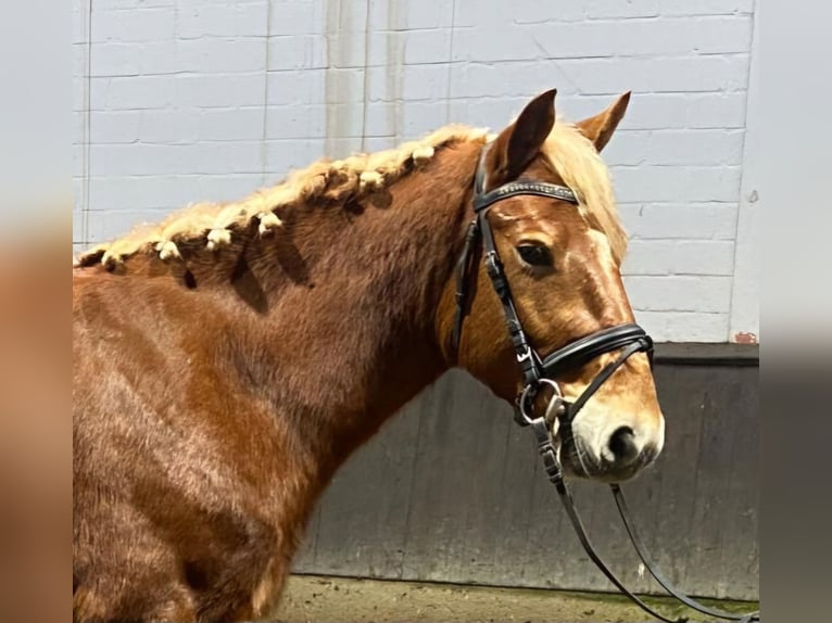 Other Breeds Gelding 4 years 14,3 hh Chestnut-Red in Hopsten