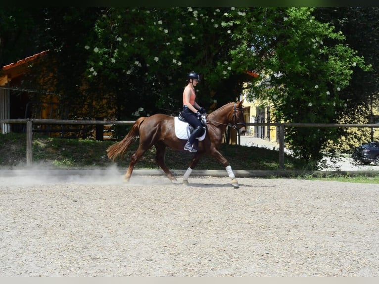 Other Breeds Gelding 4 years 14.3 hh Chestnut-Red in Wellheim
