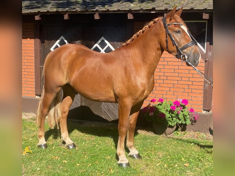 Other Breeds Gelding 4 years 14,3 hh Chestnut-Red in Hopsten