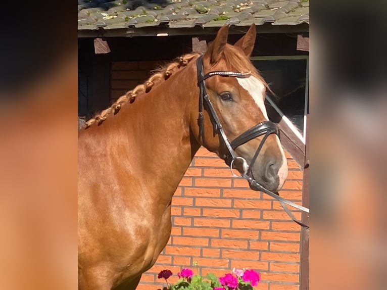 Other Breeds Gelding 4 years 14,3 hh Chestnut-Red in Hopsten