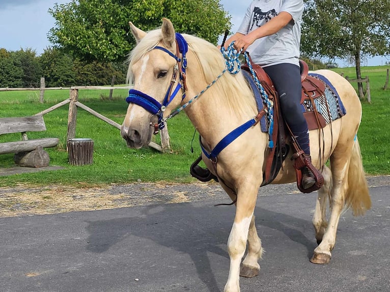 Other Breeds Gelding 4 years 14,3 hh Palomino in Linkenbach