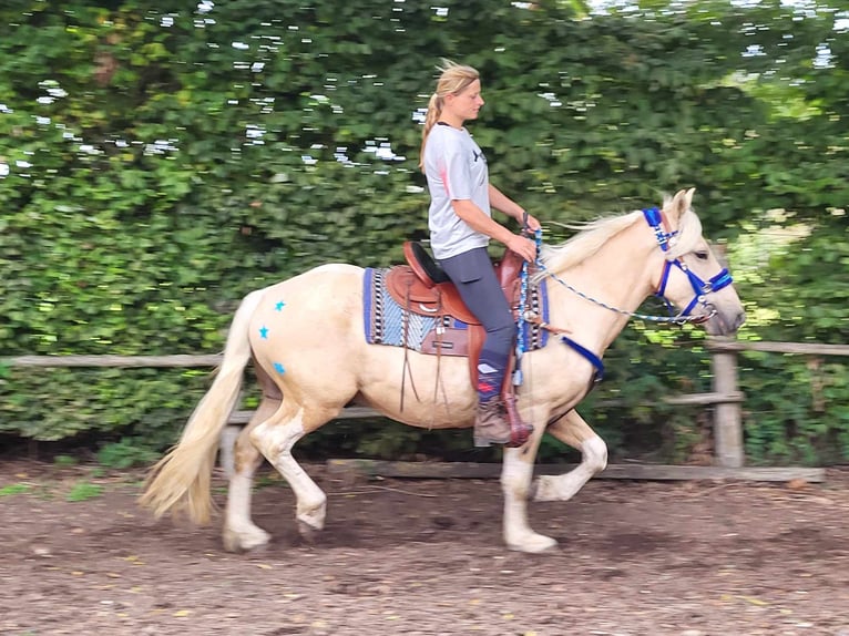 Other Breeds Gelding 4 years 14,3 hh Palomino in Linkenbach