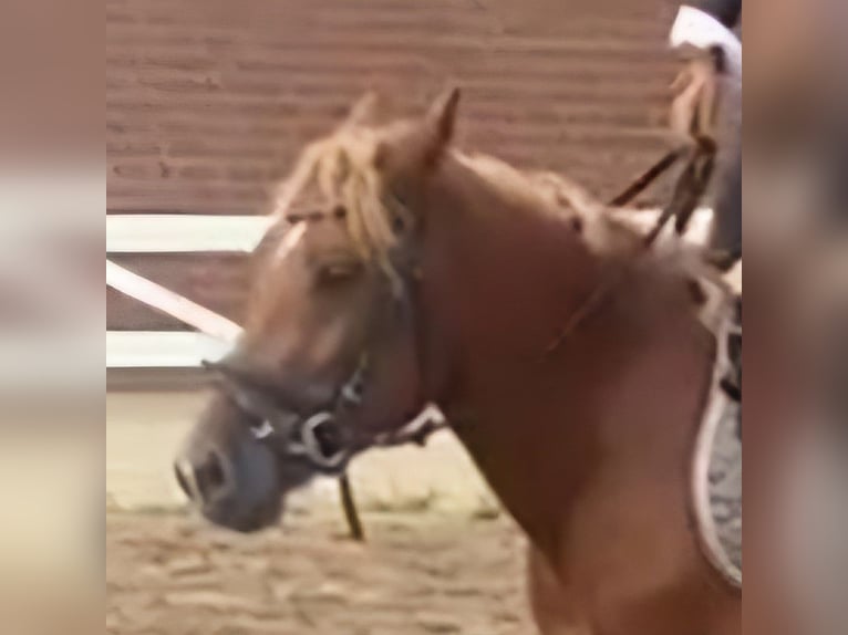 Other Breeds Gelding 4 years 14 hh Chestnut-Red in Hopsten