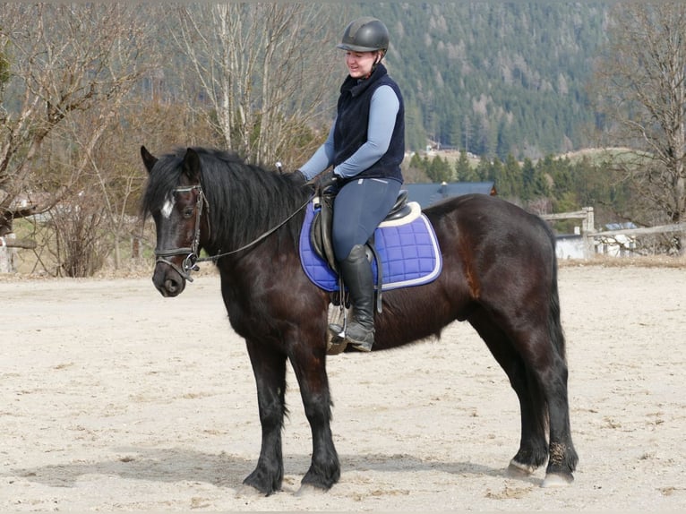 Other Breeds Gelding 4 years 14,2 hh Black in Ramsau am Dachstein