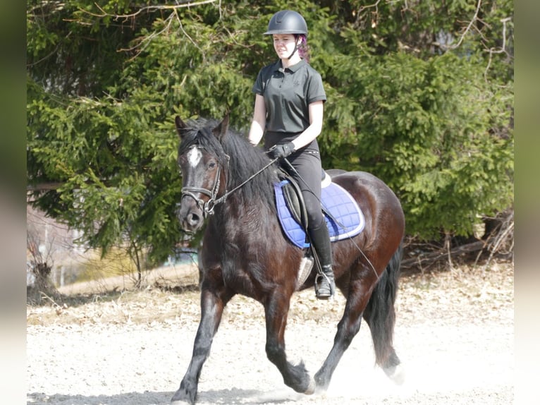 Other Breeds Gelding 4 years 14,2 hh Black in Ramsau am Dachstein