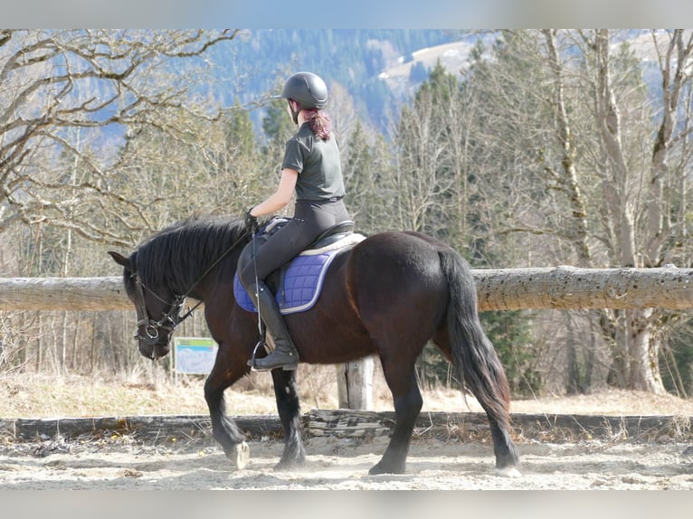 Other Breeds Gelding 4 years 14,2 hh Black in Ramsau am Dachstein
