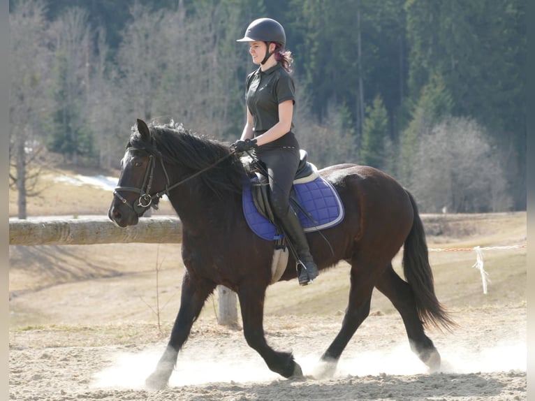 Other Breeds Gelding 4 years 14,2 hh Black in Ramsau am Dachstein