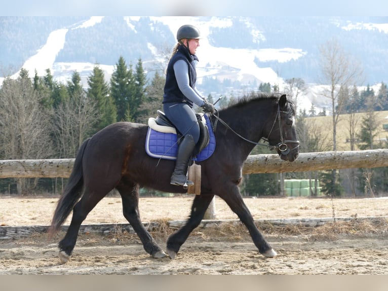 Other Breeds Gelding 4 years 14,2 hh Black in Ramsau am Dachstein