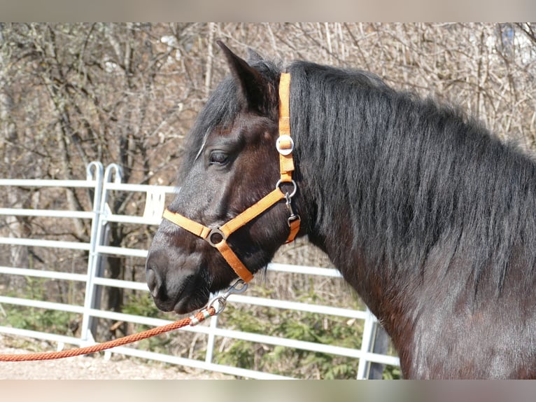 Other Breeds Gelding 4 years 14,2 hh Black in Ramsau am Dachstein