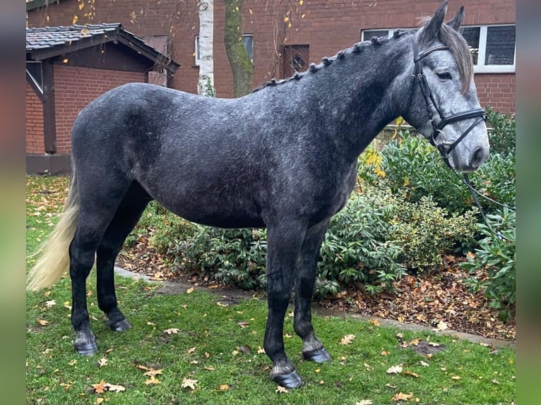 Other Breeds Gelding 4 years 14,2 hh Grey in Hopsten