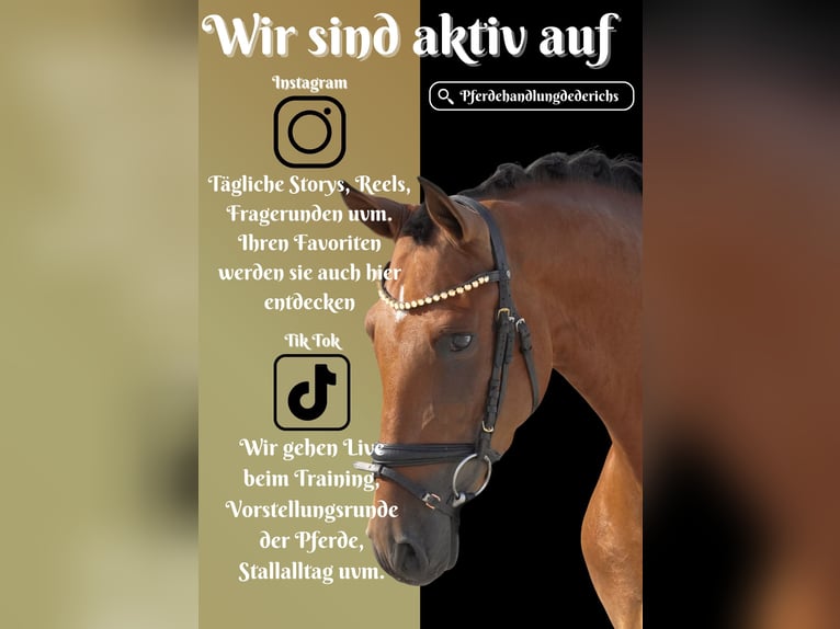 Other Breeds Gelding 4 years 15,1 hh Brown in Nettersheim