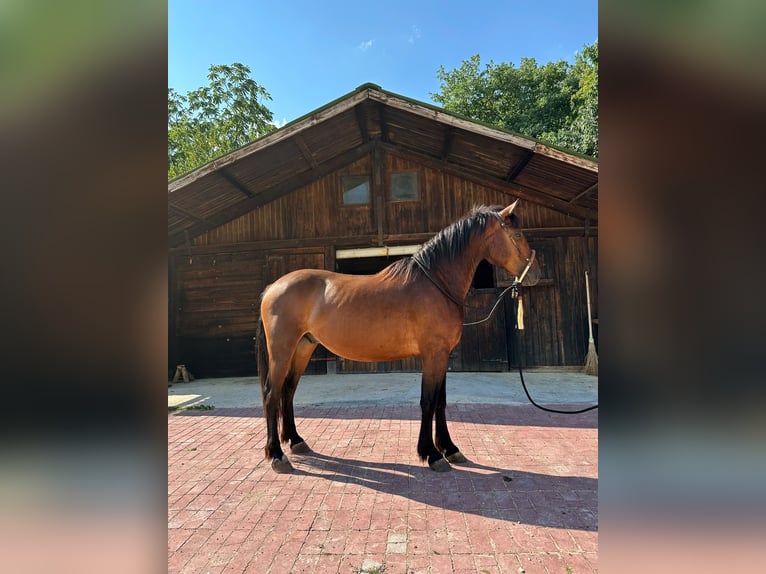 Other Breeds Gelding 4 years 15.1 hh Brown in Chiaserna