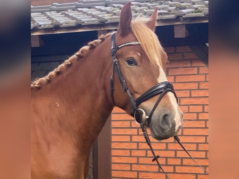 Other Breeds Gelding 4 years 15,1 hh Chestnut-Red in HopstenHopsten