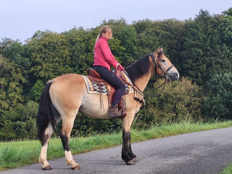 Other Breeds Gelding 4 years 15,1 hh Dun in Linkenbach