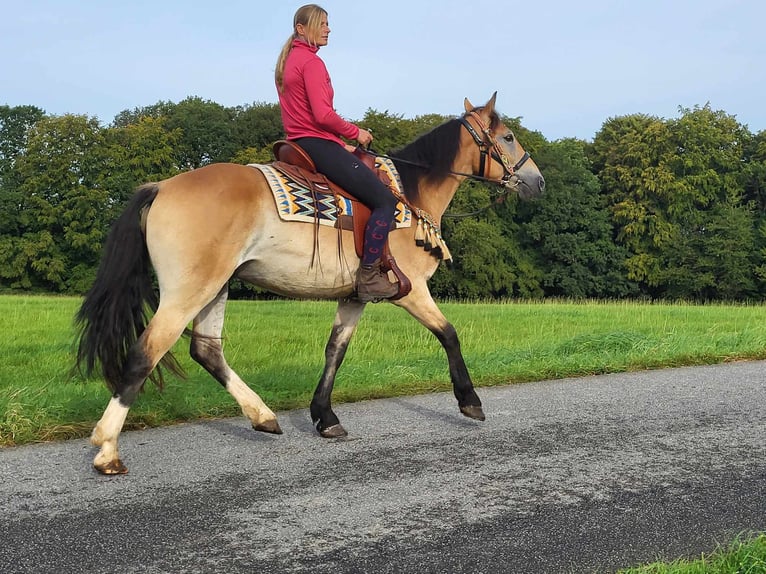 Other Breeds Gelding 4 years 15,1 hh Dun in Linkenbach