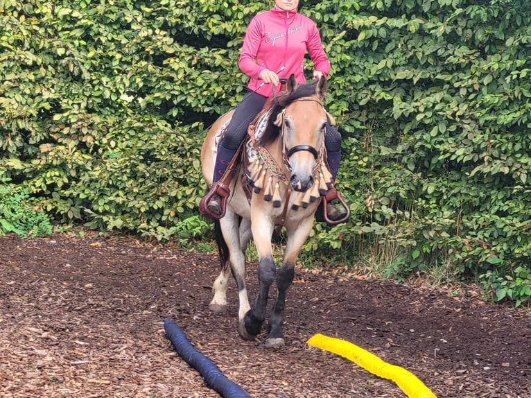 Other Breeds Gelding 4 years 15,1 hh Dun in Linkenbach