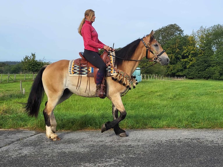 Other Breeds Gelding 4 years 15,1 hh Dun in Linkenbach
