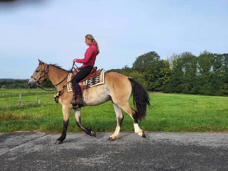 Other Breeds Gelding 4 years 15,1 hh Dun in Linkenbach
