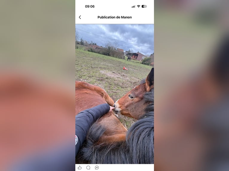 Other Breeds Gelding 4 years 15.2 hh Bay in Hampigny