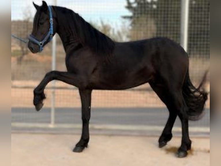 Other Breeds Mix Gelding 4 years 15,2 hh Black in Gijon