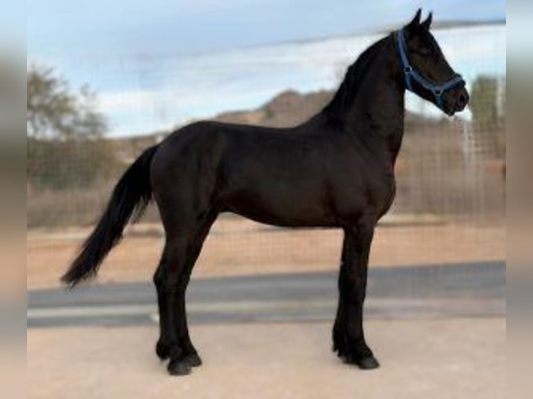 Other Breeds Mix Gelding 4 years 15,2 hh Black in Gijon