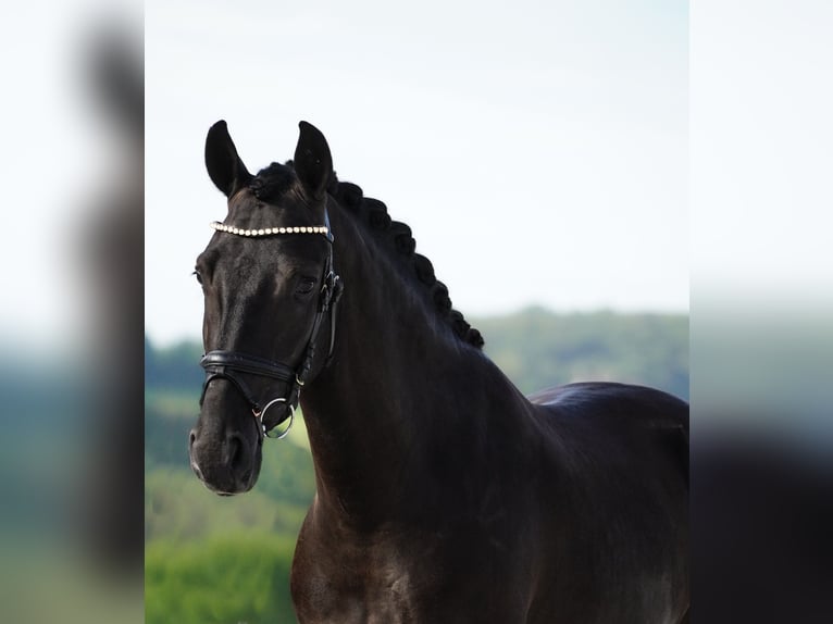 Other Breeds Gelding 4 years 15,2 hh Black in Nettersheim