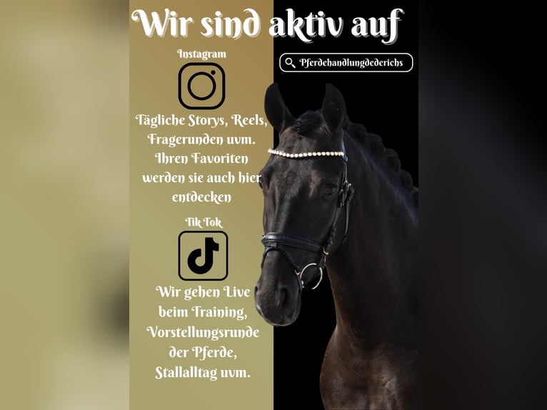 Other Breeds Gelding 4 years 15,2 hh Black in Nettersheim