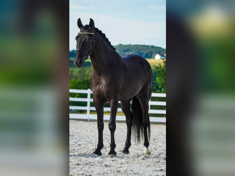 Other Breeds Gelding 4 years 15,2 hh Black in Nettersheim