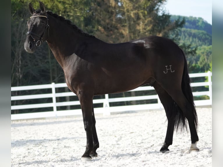 Other Breeds Gelding 4 years 15,2 hh Black in Nettersheim