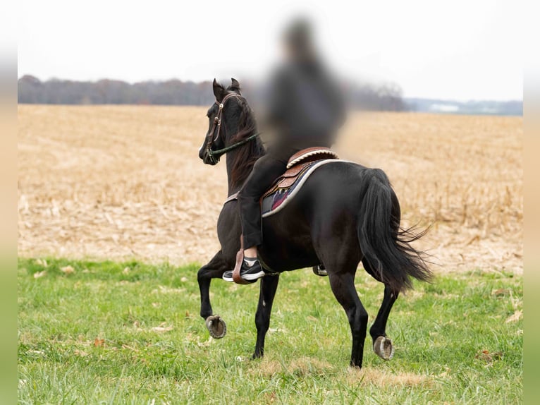 Other Breeds Gelding 4 years 15,2 hh Black in Kirkwood