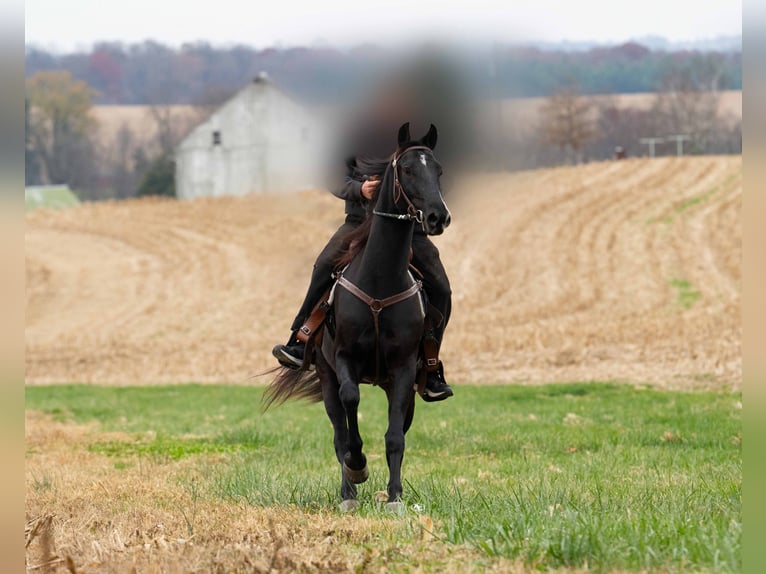 Other Breeds Gelding 4 years 15,2 hh Black in Kirkwood