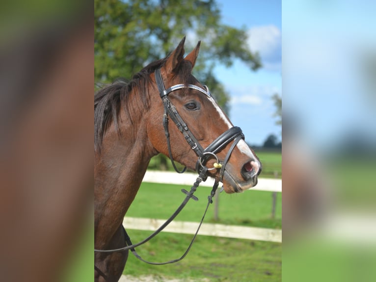 Other Breeds Gelding 4 years 15,2 hh Brown in Wuustwezel