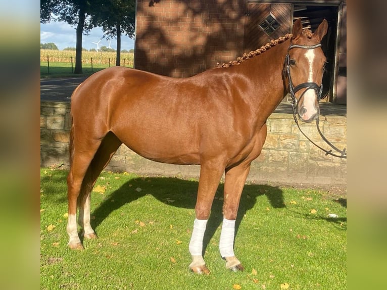 Other Breeds Gelding 4 years 15,2 hh Chestnut-Red in Hopsten