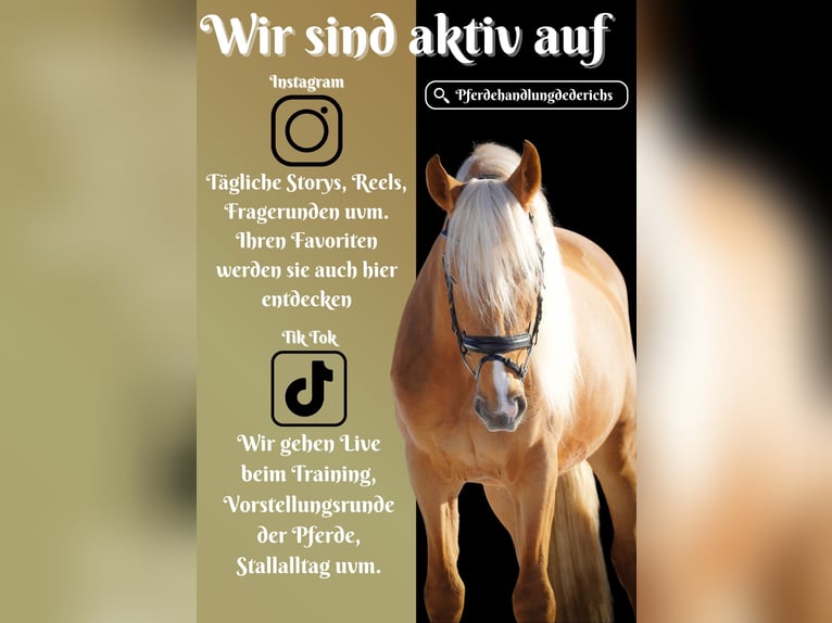 Other Breeds Gelding 4 years 15,2 hh Palomino in Nettersheim