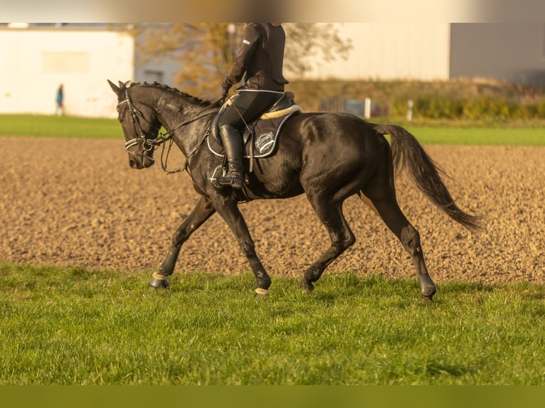 Other Breeds Gelding 4 years 15,2 hh Smoky-Black in Bayreuth