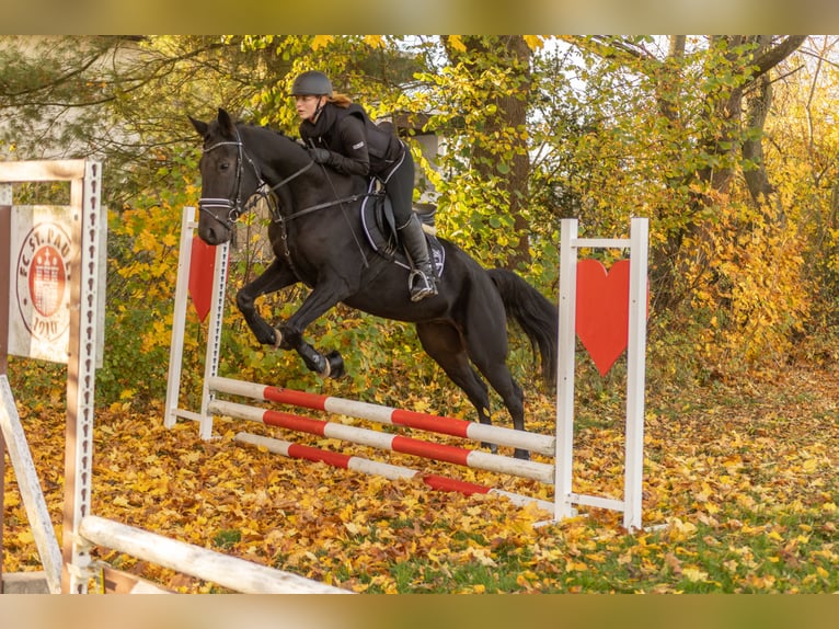 Other Breeds Gelding 4 years 15,2 hh Smoky-Black in Bayreuth