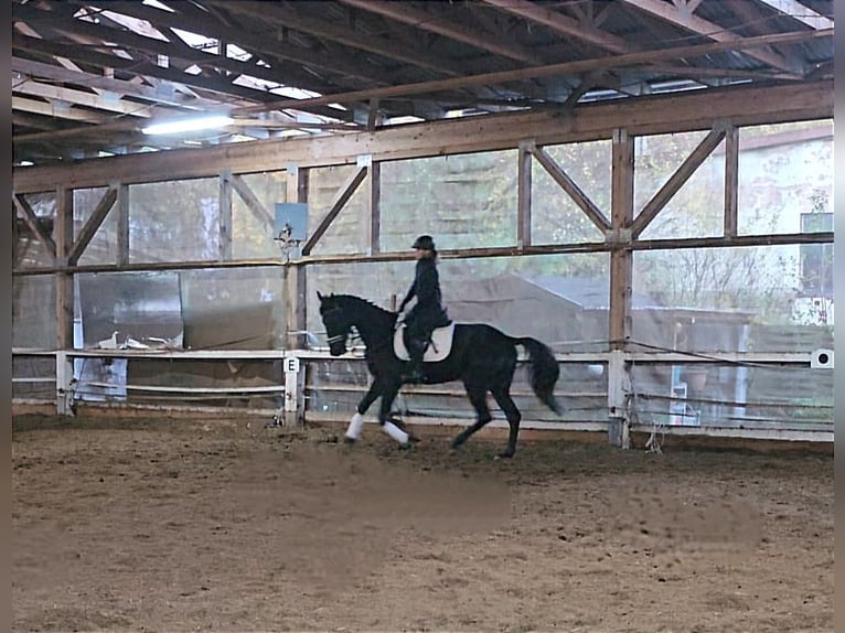 Other Breeds Gelding 4 years 15,2 hh Smoky-Black in Bayreuth