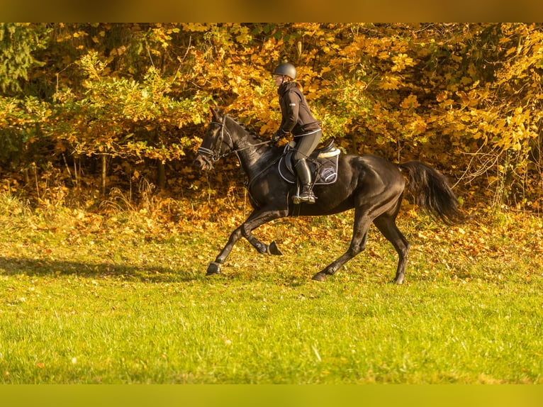 Other Breeds Gelding 4 years 15,2 hh Smoky-Black in Bayreuth