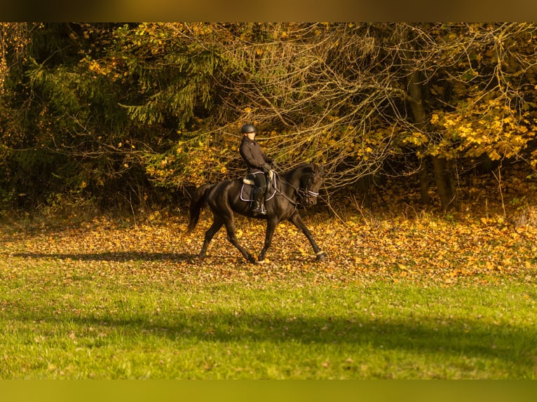 Other Breeds Gelding 4 years 15,2 hh Smoky-Black in Bayreuth