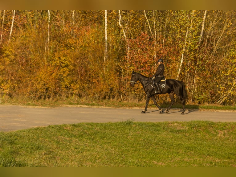 Other Breeds Gelding 4 years 15,2 hh Smoky-Black in Bayreuth