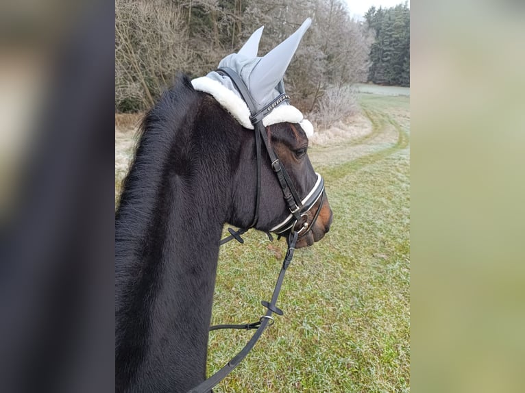 Other Breeds Gelding 4 years 15,2 hh Smoky-Black in Bayreuth