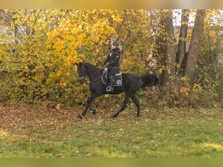 Other Breeds Gelding 4 years 15,2 hh Smoky-Black in Bayreuth