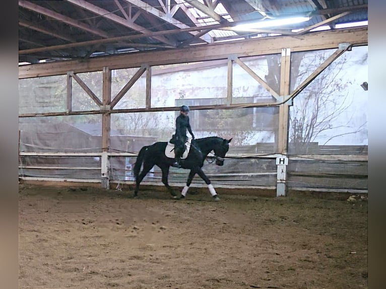 Other Breeds Gelding 4 years 15,2 hh Smoky-Black in Bayreuth