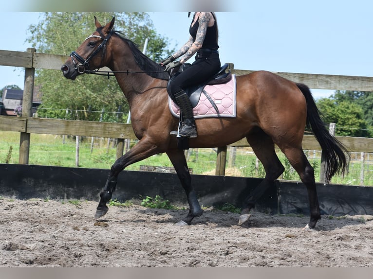 Other Breeds Gelding 4 years 15,3 hh Bay-Dark in Achtmaal