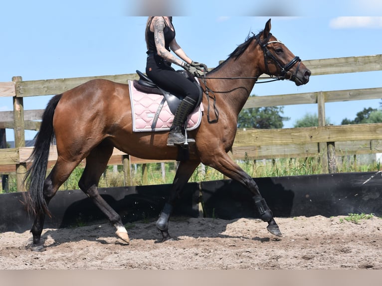 Other Breeds Gelding 4 years 15,3 hh Bay-Dark in Achtmaal